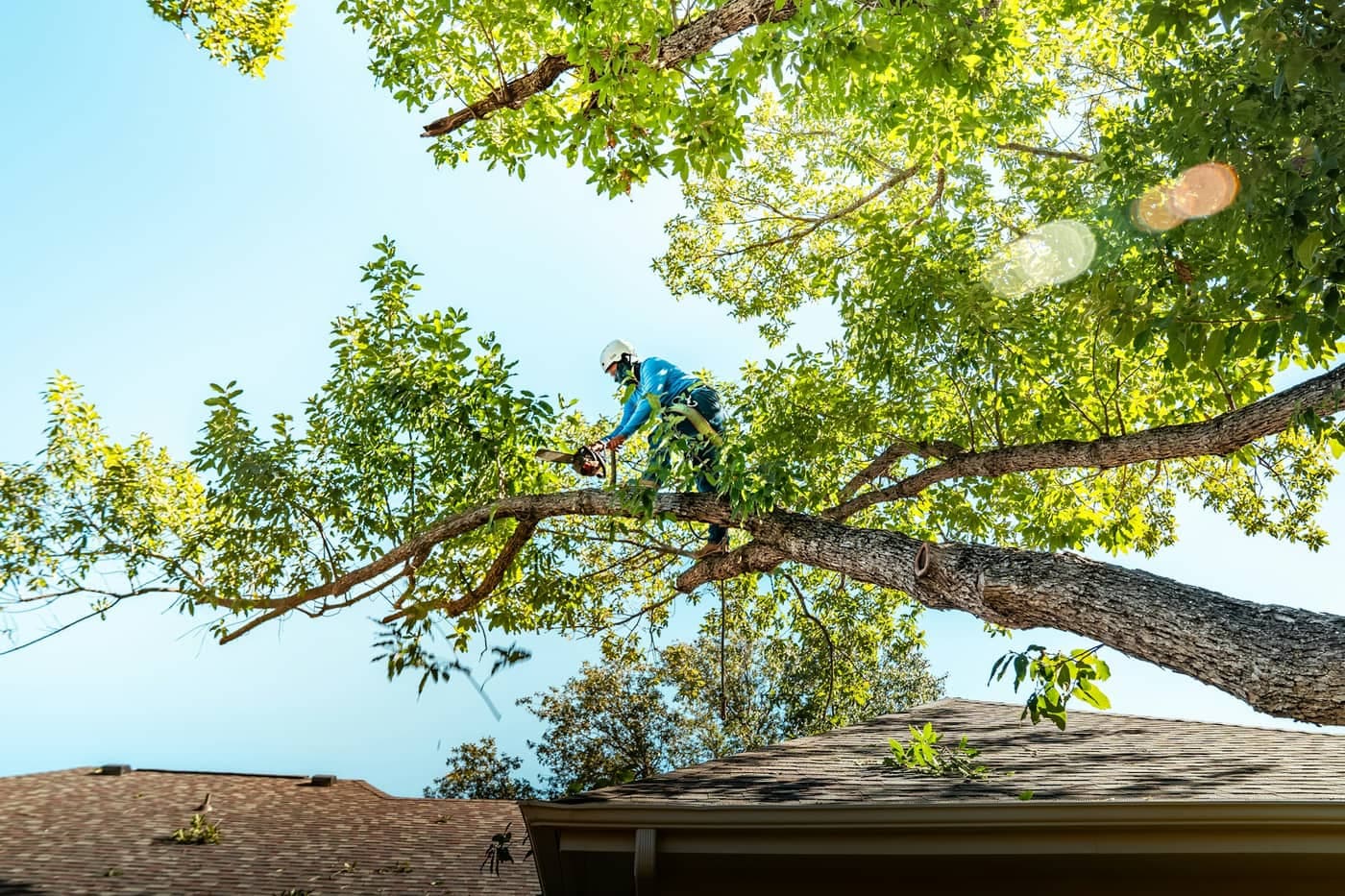 Cut Above Tree Services